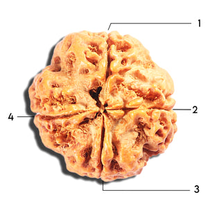 4 Mukhi Rudraksha from Nepal - Bead No. 412