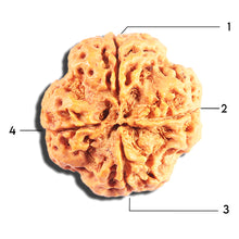 Load image into Gallery viewer, 4 Mukhi Rudraksha from Nepal - Bead No. 413
