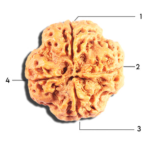 4 Mukhi Rudraksha from Nepal - Bead No. 413