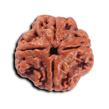 Load image into Gallery viewer, 4 Mukhi Rudraksha from Nepal - Bead No. 353
