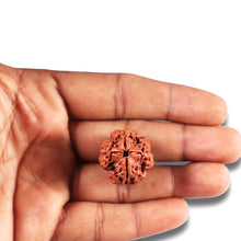 Load image into Gallery viewer, 4 Mukhi Rudraksha from Nepal - Bead No. 356
