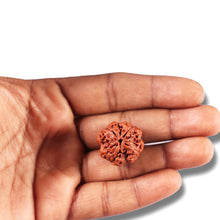 Load image into Gallery viewer, 4 Mukhi Rudraksha from Nepal - Bead No. 357
