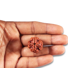 Load image into Gallery viewer, 4 Mukhi Rudraksha from Nepal - Bead No. 361
