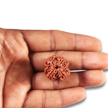 Load image into Gallery viewer, 4 Mukhi Rudraksha from Nepal - Bead No.362
