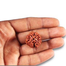 Load image into Gallery viewer, 4 Mukhi Rudraksha from Nepal - Bead No.363
