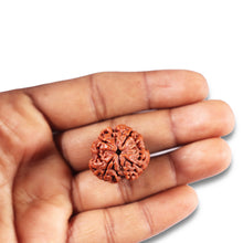 Load image into Gallery viewer, 4 Mukhi Rudraksha from Nepal - Bead No. 364
