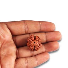 Load image into Gallery viewer, 4 Mukhi Rudraksha from Nepal - Bead No. 368
