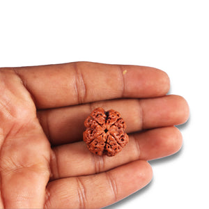 4 Mukhi Rudraksha from Nepal - Bead No. 368