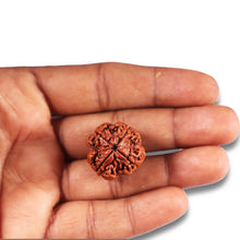 Load image into Gallery viewer, 4 Mukhi Rudraksha from Nepal - Bead No. 370
