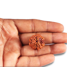 Load image into Gallery viewer, 4 Mukhi Rudraksha from Nepal - Bead No. 373
