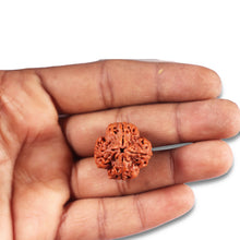 Load image into Gallery viewer, 4 Mukhi Rudraksha from Nepal - Bead No. 374
