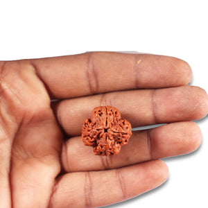 4 Mukhi Rudraksha from Nepal - Bead No. 374