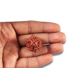 Load image into Gallery viewer, 4 Mukhi Rudraksha from Nepal - Bead No. 376
