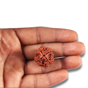 4 Mukhi Rudraksha from Nepal - Bead No. 376