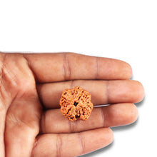 Load image into Gallery viewer, 4 Mukhi Rudraksha from Nepal - Bead No. 377
