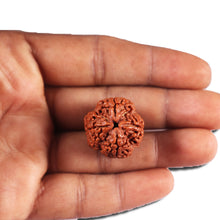 Load image into Gallery viewer, 4 Mukhi Rudraksha from Nepal - Bead No. 378
