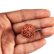 Load image into Gallery viewer, 4 Mukhi Rudraksha from Nepal - Bead No. 379
