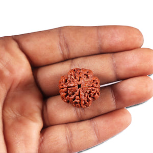 4 Mukhi Rudraksha from Nepal - Bead No. 379