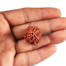 Load image into Gallery viewer, 4 Mukhi Rudraksha from Nepal - Bead No.381
