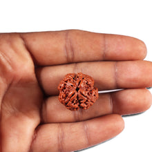 Load image into Gallery viewer, 4 Mukhi Rudraksha from Nepal - Bead No. 383
