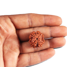 Load image into Gallery viewer, 4 Mukhi Rudraksha from Nepal - Bead No. 384
