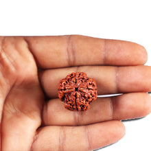 Load image into Gallery viewer, 4 Mukhi Rudraksha from Nepal - Bead No. 385
