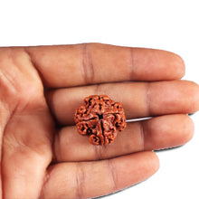 Load image into Gallery viewer, 4 Mukhi Rudraksha from Nepal - Bead No. 386
