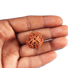 Load image into Gallery viewer, 4 Mukhi Rudraksha from Nepal - Bead No. 387
