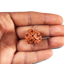 Load image into Gallery viewer, 4 Mukhi Rudraksha from Nepal - Bead No. 397
