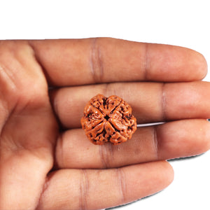 4 Mukhi Rudraksha from Nepal - Bead No. 397