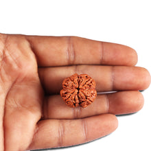 Load image into Gallery viewer, 4 Mukhi Rudraksha from Nepal - Bead No. 389
