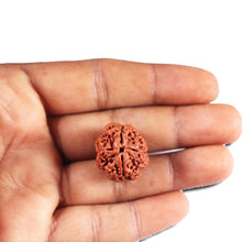 Load image into Gallery viewer, 4 Mukhi Rudraksha from Nepal - Bead No. 398
