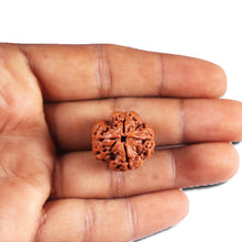 Load image into Gallery viewer, 4 Mukhi Rudraksha from Nepal - Bead No. 399
