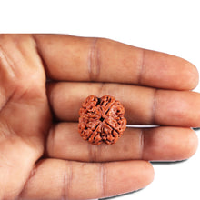 Load image into Gallery viewer, 4 Mukhi Rudraksha from Nepal - Bead No. 400
