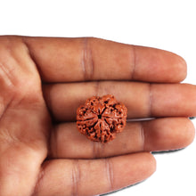 Load image into Gallery viewer, 4 Mukhi Rudraksha from Nepal - Bead No. 401
