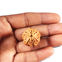 Load image into Gallery viewer, 4 Mukhi Rudraksha from Nepal - Bead No. 403
