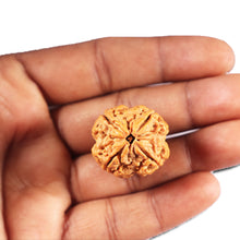 Load image into Gallery viewer, 4 Mukhi Rudraksha from Nepal - Bead No. 404
