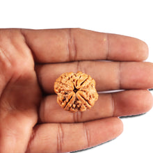 Load image into Gallery viewer, 4 Mukhi Rudraksha from Nepal - Bead No. 406
