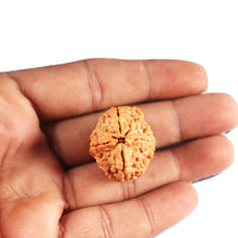 Load image into Gallery viewer, 4 Mukhi Rudraksha from Nepal - Bead No. 407
