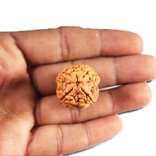 Load image into Gallery viewer, 4 Mukhi Rudraksha from Nepal - Bead No. 408
