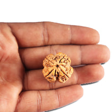 Load image into Gallery viewer, 4 Mukhi Rudraksha from Nepal - Bead No. 409
