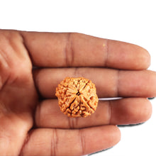 Load image into Gallery viewer, 4 Mukhi Rudraksha from Nepal - Bead No.411
