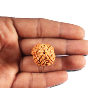 4 Mukhi Rudraksha from Nepal - Bead No.411