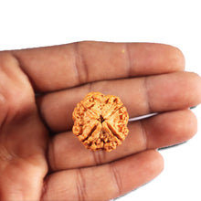 Load image into Gallery viewer, 4 Mukhi Rudraksha from Nepal - Bead No. 412
