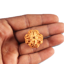 Load image into Gallery viewer, 4 Mukhi Rudraksha from Nepal - Bead No. 413
