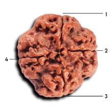 Load image into Gallery viewer, 4 Mukhi Rudraksha from Nepal - Bead No. 353
