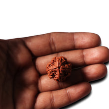 Load image into Gallery viewer, 4 Mukhi Rudraksha from Nepal - Bead No. 355
