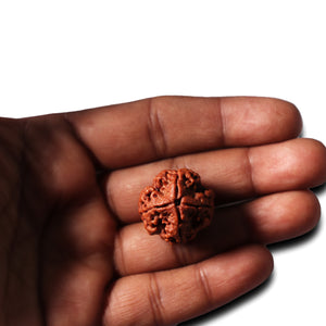 4 Mukhi Rudraksha from Nepal - Bead No. 355