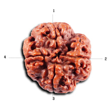 Load image into Gallery viewer, 4 Mukhi Rudraksha from Nepal - Bead No. 417
