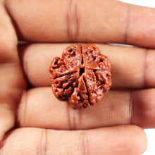 Load image into Gallery viewer, 4 Mukhi Rudraksha from Nepal - Bead No. 417
